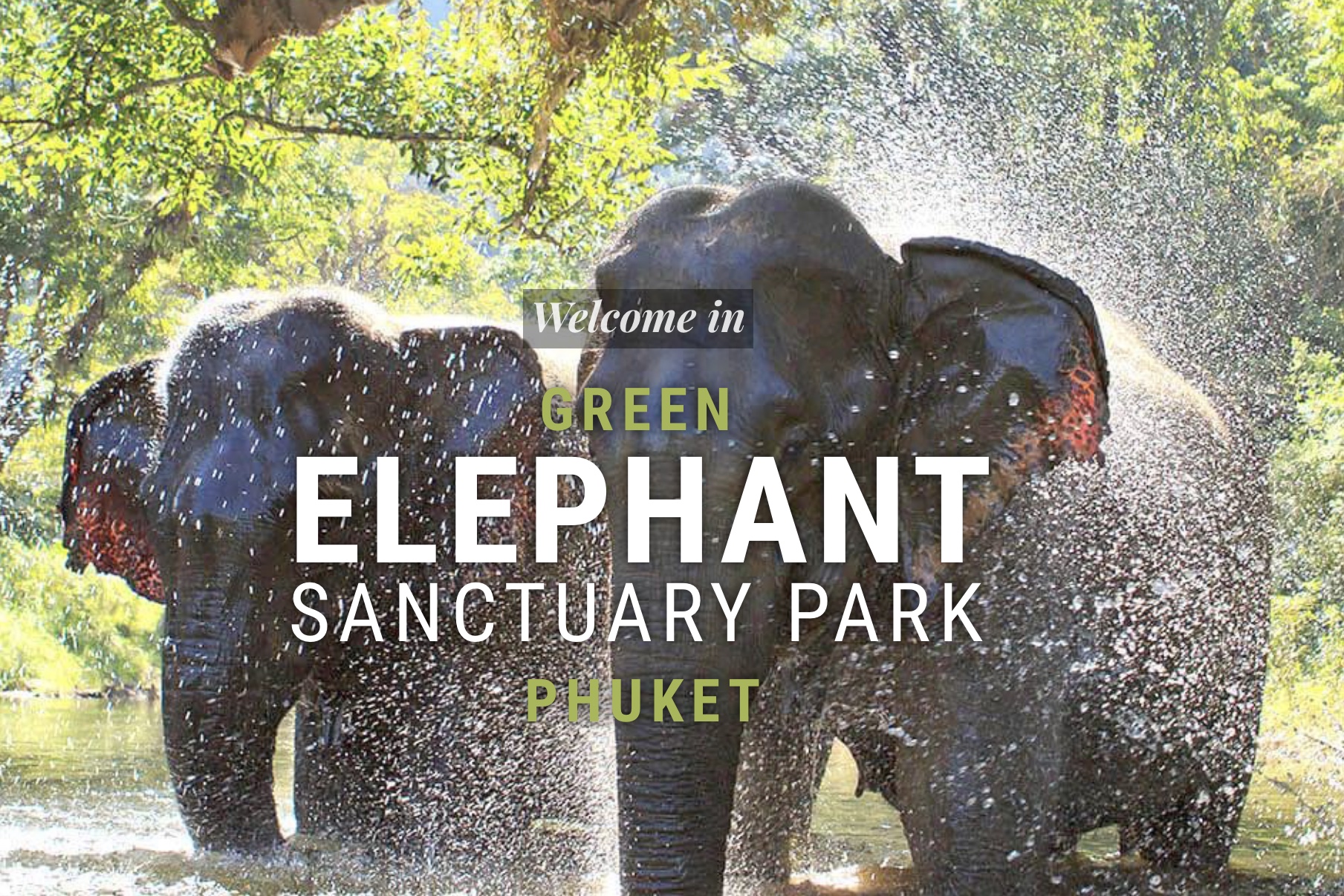 Phuket Elephant Sanctuary. Elefante Beach Phuket. Green Elephant Sanctuary Урс фехра Urs Fehr. Green elephant sanctuary